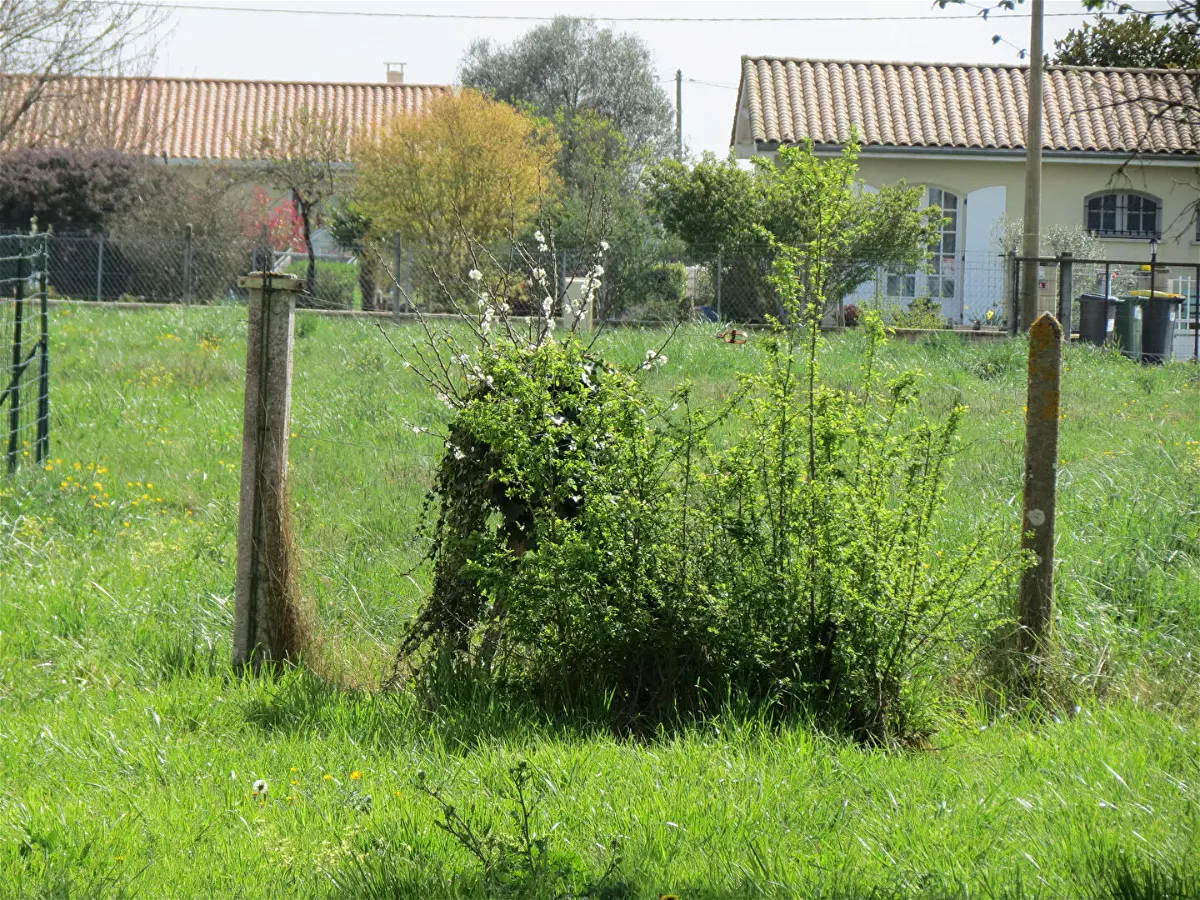 Achat terrainà CISSAC MEDOC