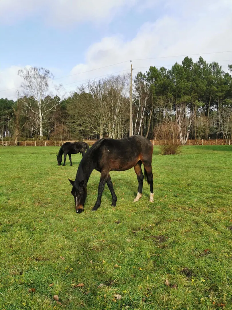 Achat maisonà MONCE EN BELIN