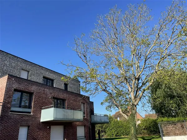 Location appartement 2 pièces - 42.51m² à Nieppe (59850)